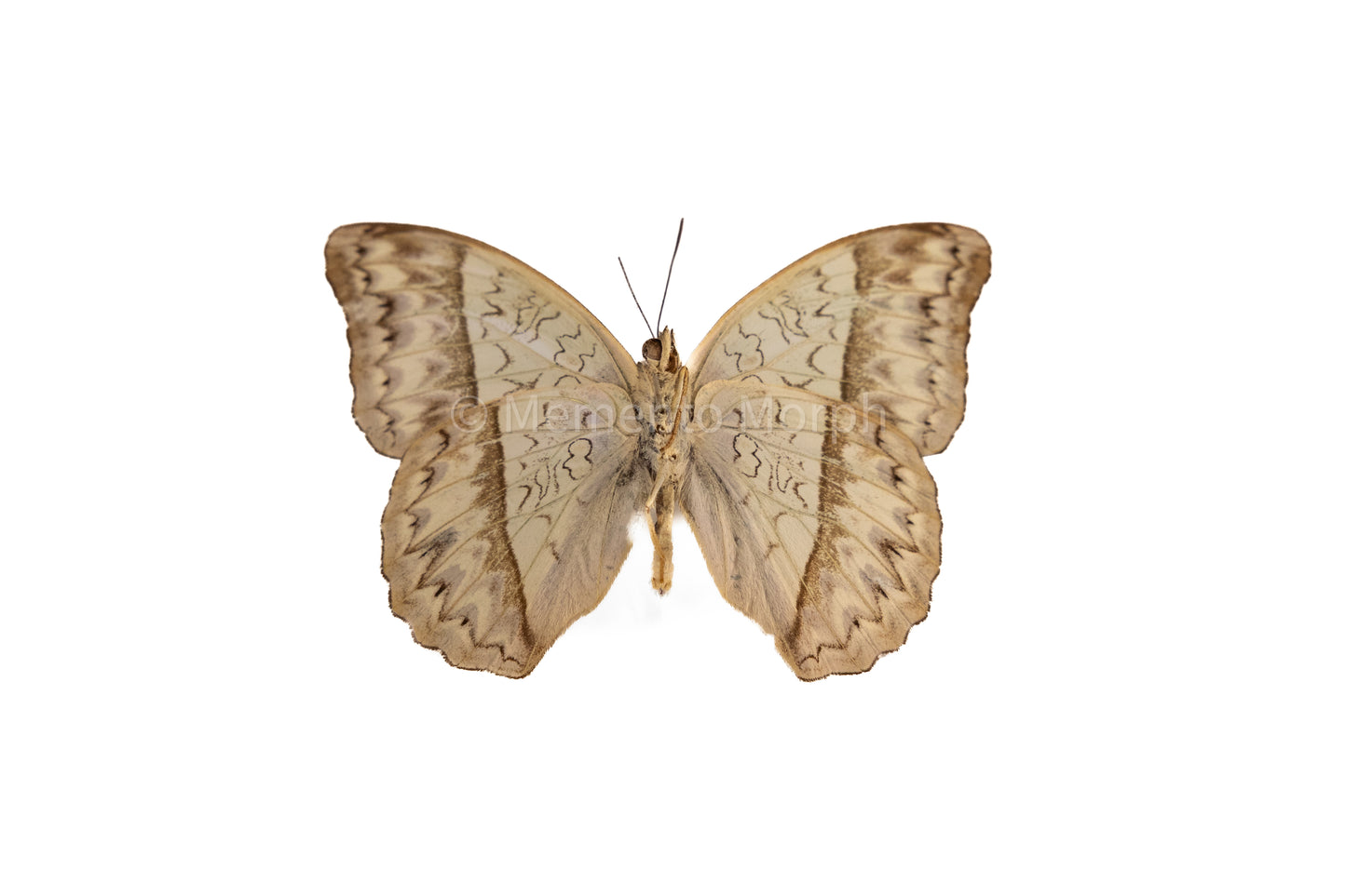 Cymothoe Caenis (Folded Wings)