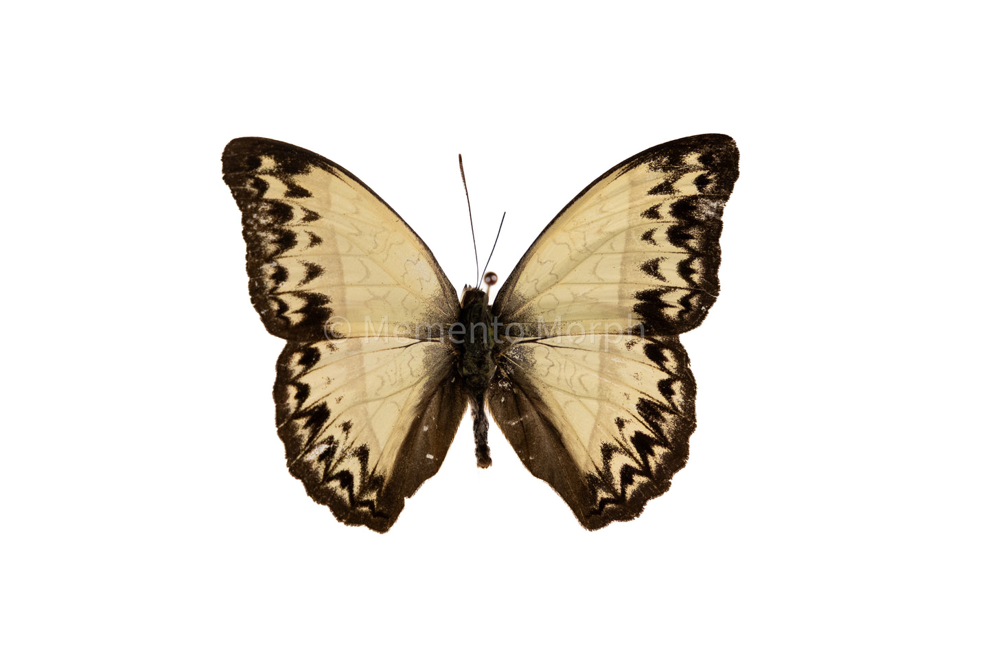 Cymothoe Caenis (Folded Wings)