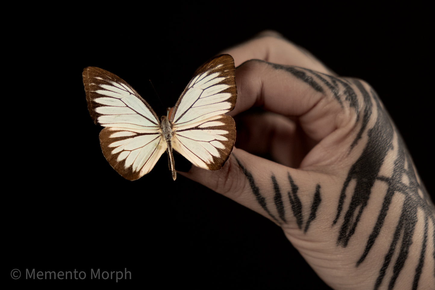 Pareronia Valeria (Folded Wings)