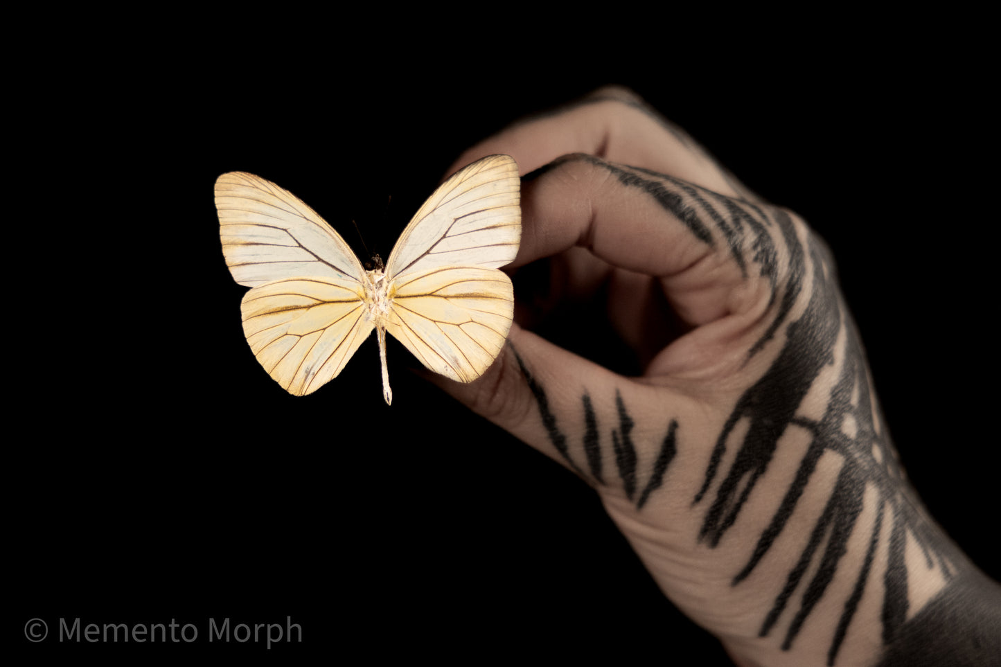Pareronia Valeria (Folded Wings)