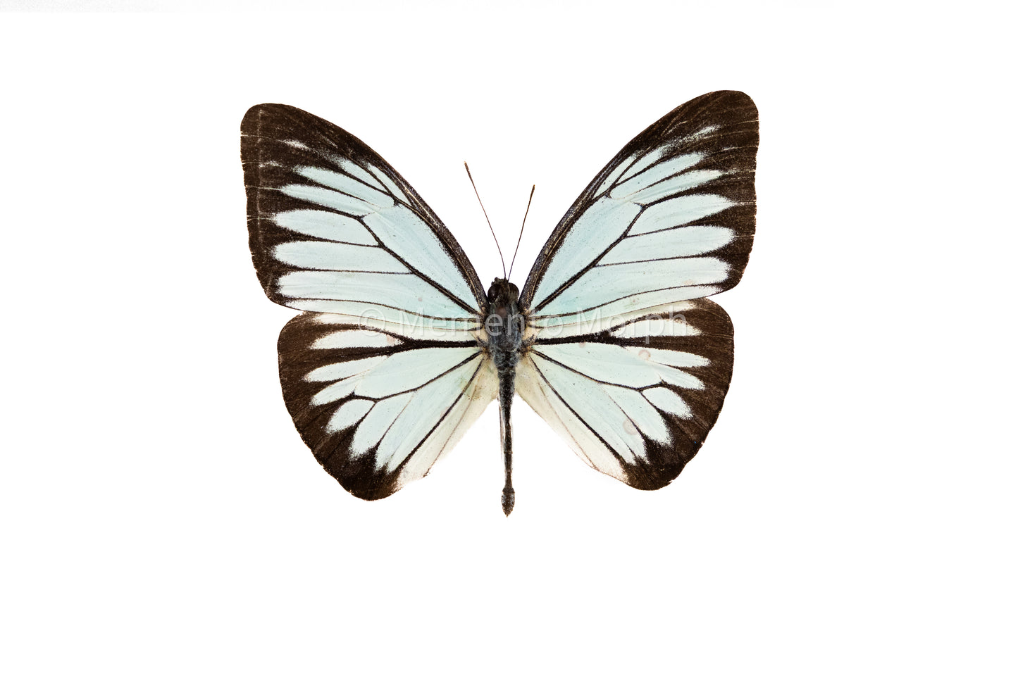 Pareronia Valeria (Folded Wings)