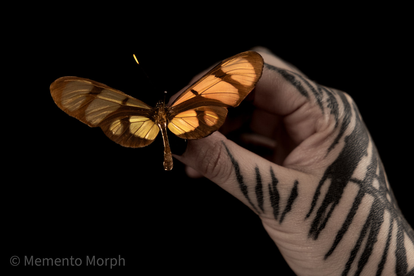 Thyridia Psidii (Folded Wings)