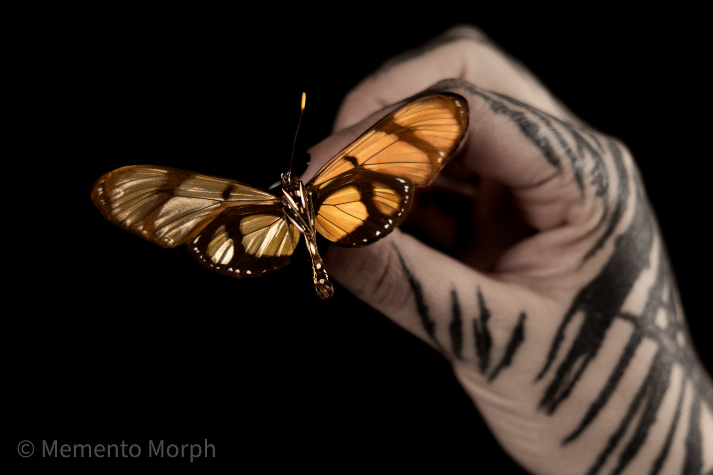 Thyridia Psidii (Folded Wings)