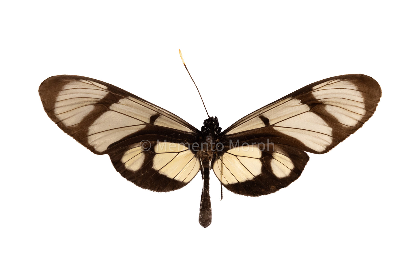 Thyridia Psidii (Folded Wings)
