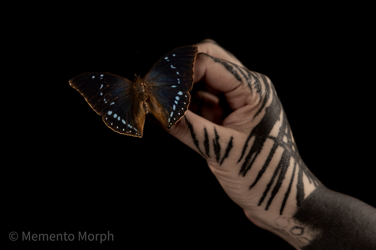 Charaxes Zelica (Folded Wings)