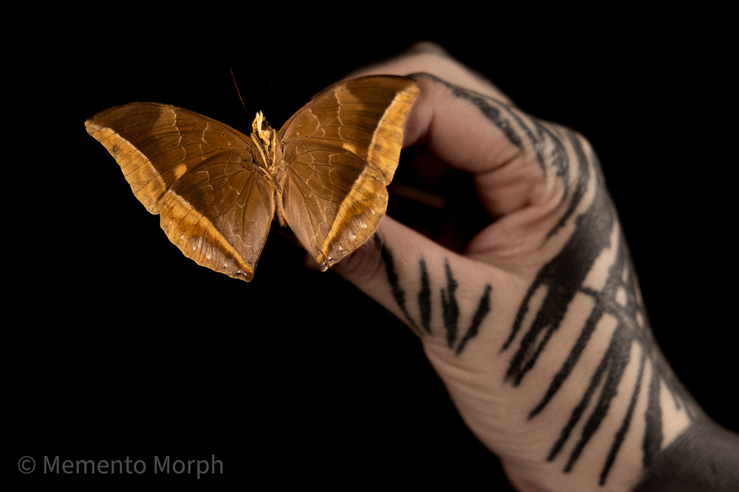 Charaxes Zelica (Folded Wings)