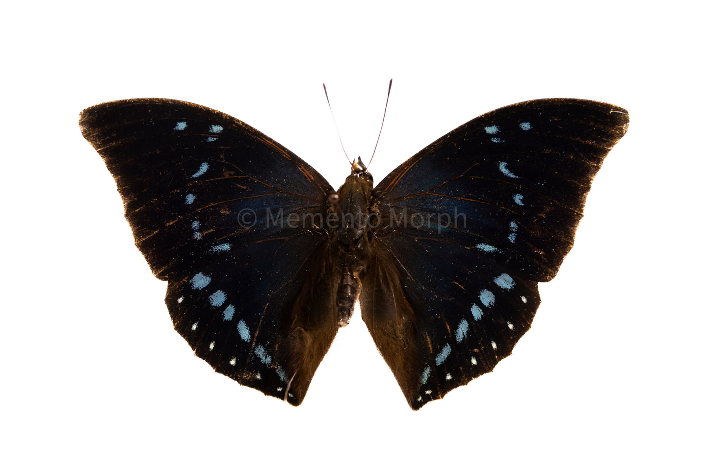Charaxes Zelica (Folded Wings)
