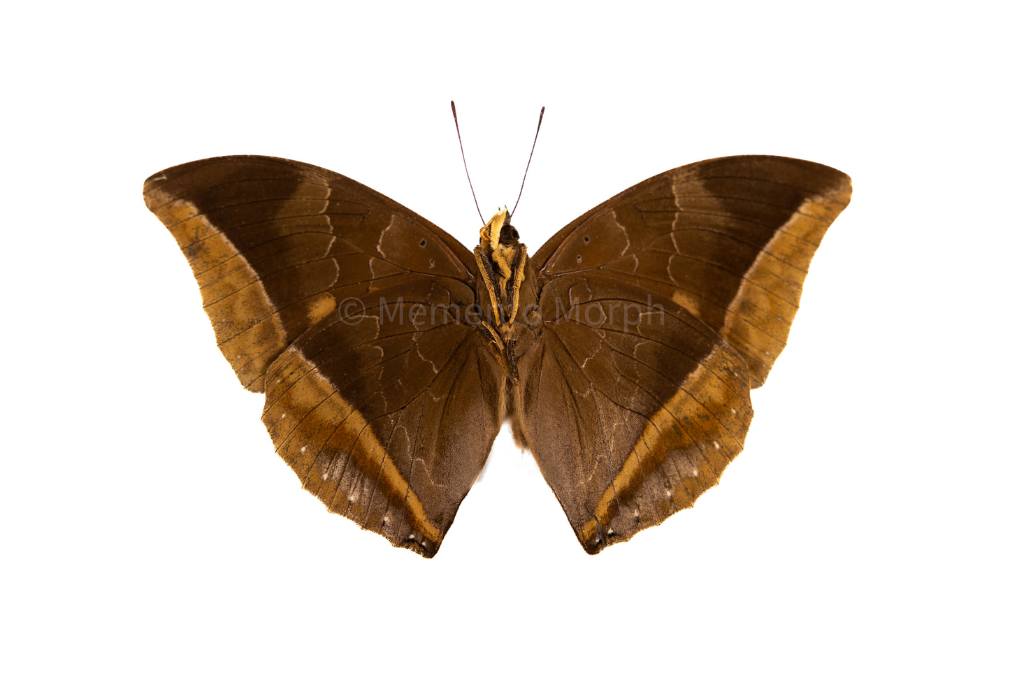 Charaxes Zelica (Folded Wings)