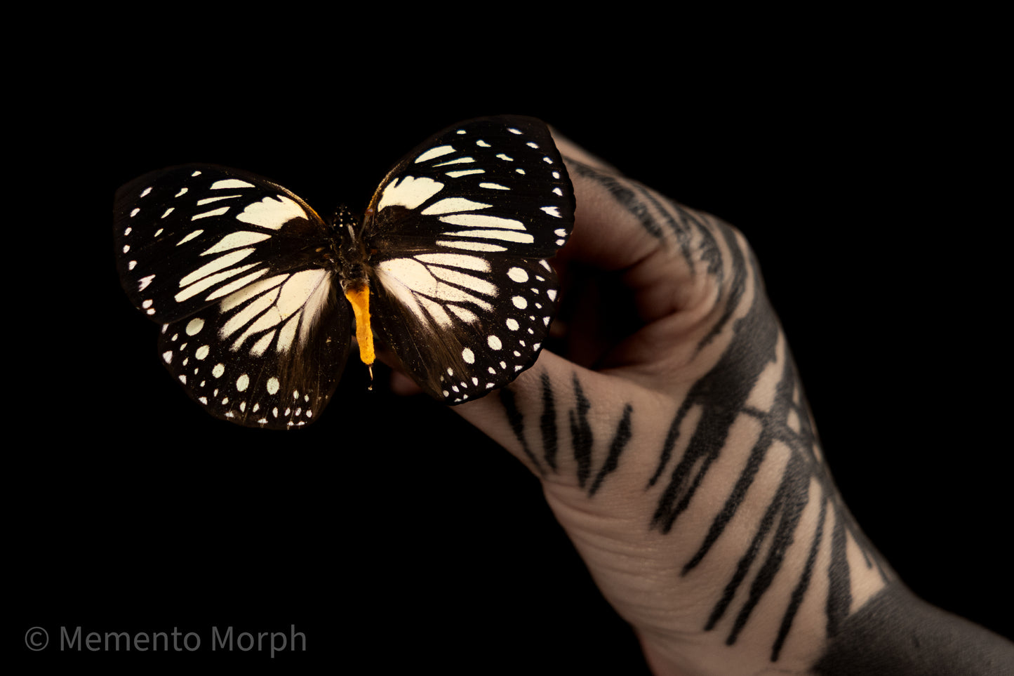 Euxanthe Crossleyi (Folded Wings)