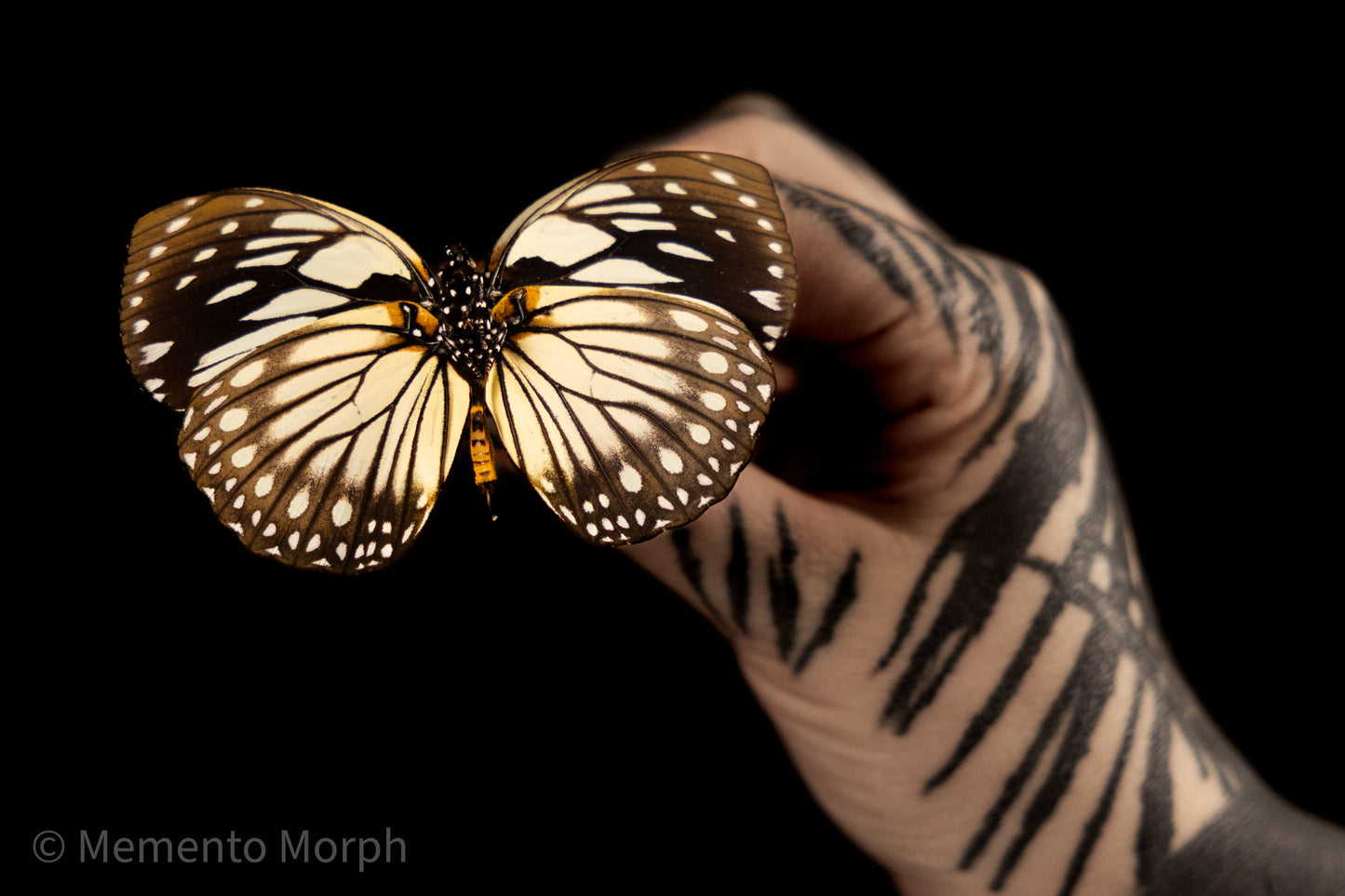 Euxanthe Crossleyi (Folded Wings)