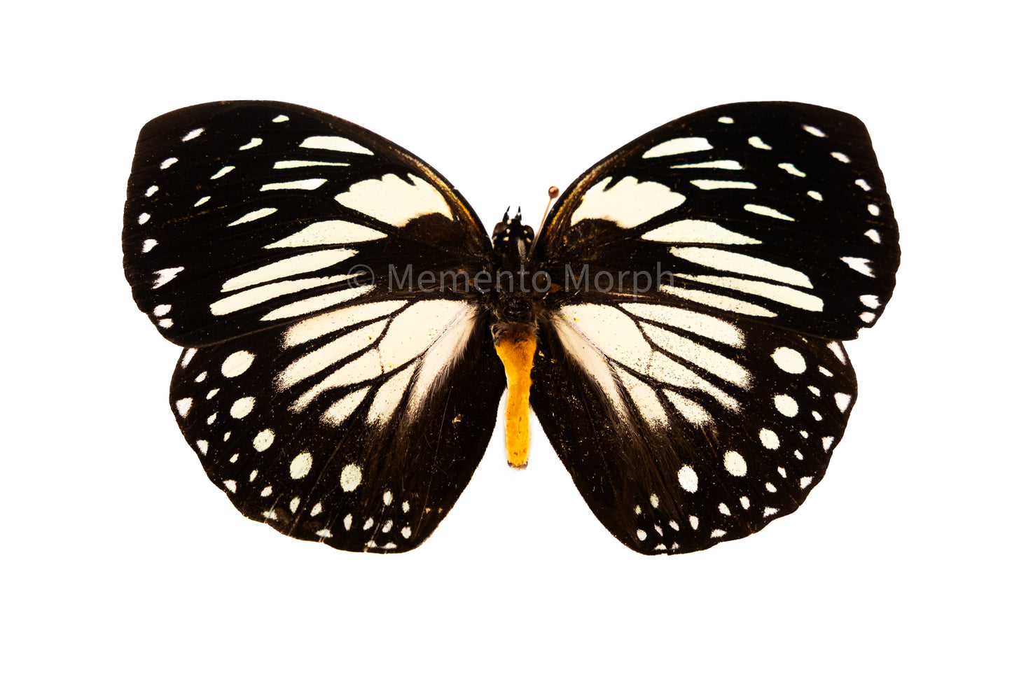 Euxanthe Crossleyi (Folded Wings)
