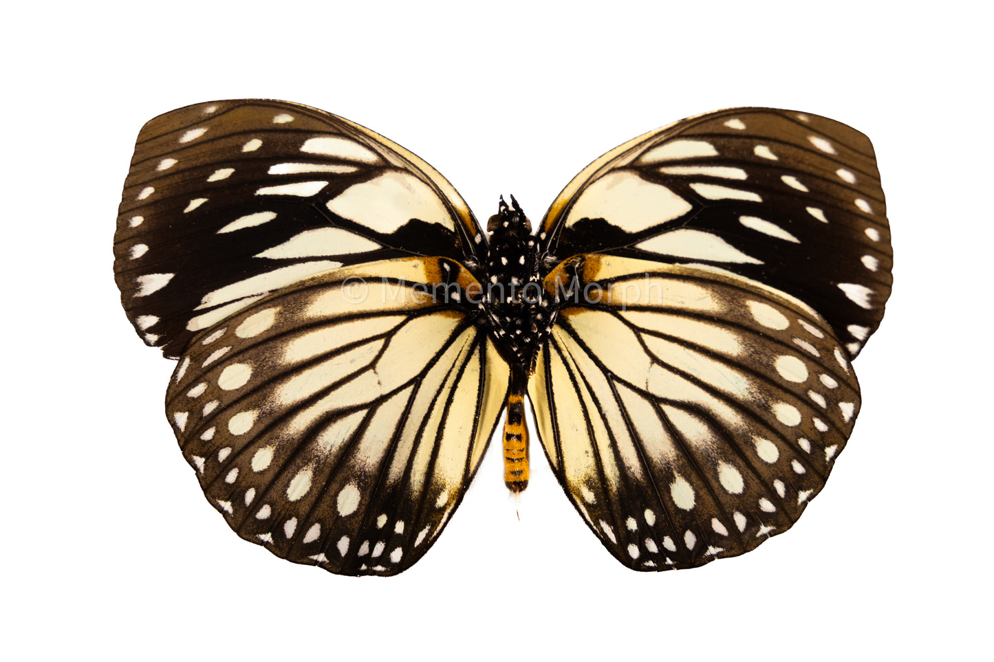 Euxanthe Crossleyi (Folded Wings)