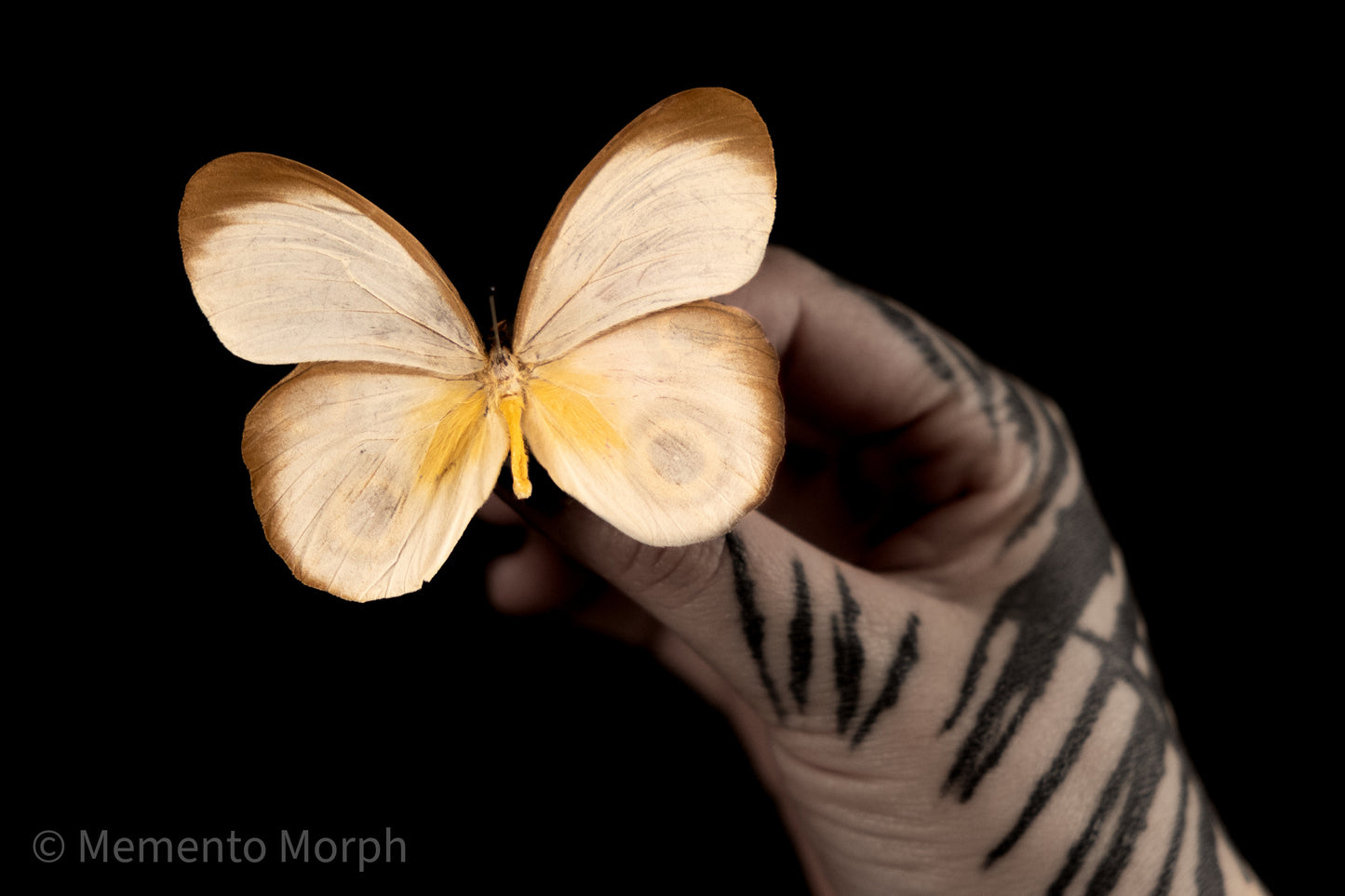 Taenaris Horsfieldii (Folded Wings)