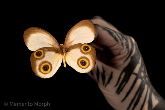 Taenaris Horsfieldii (Folded Wings)