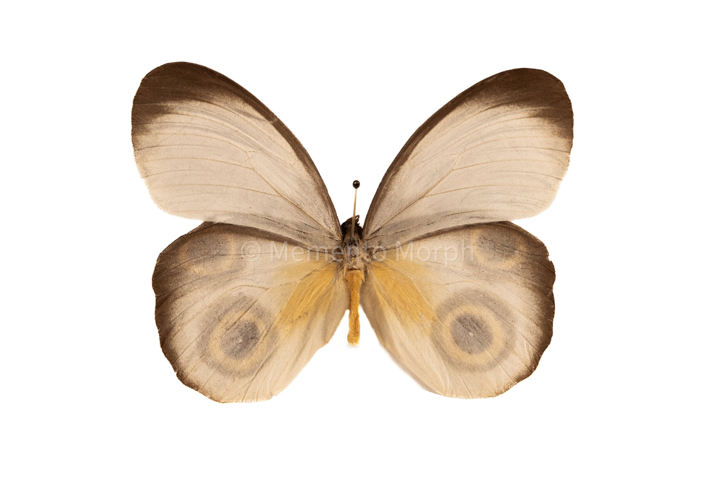 Taenaris Horsfieldii (Folded Wings)