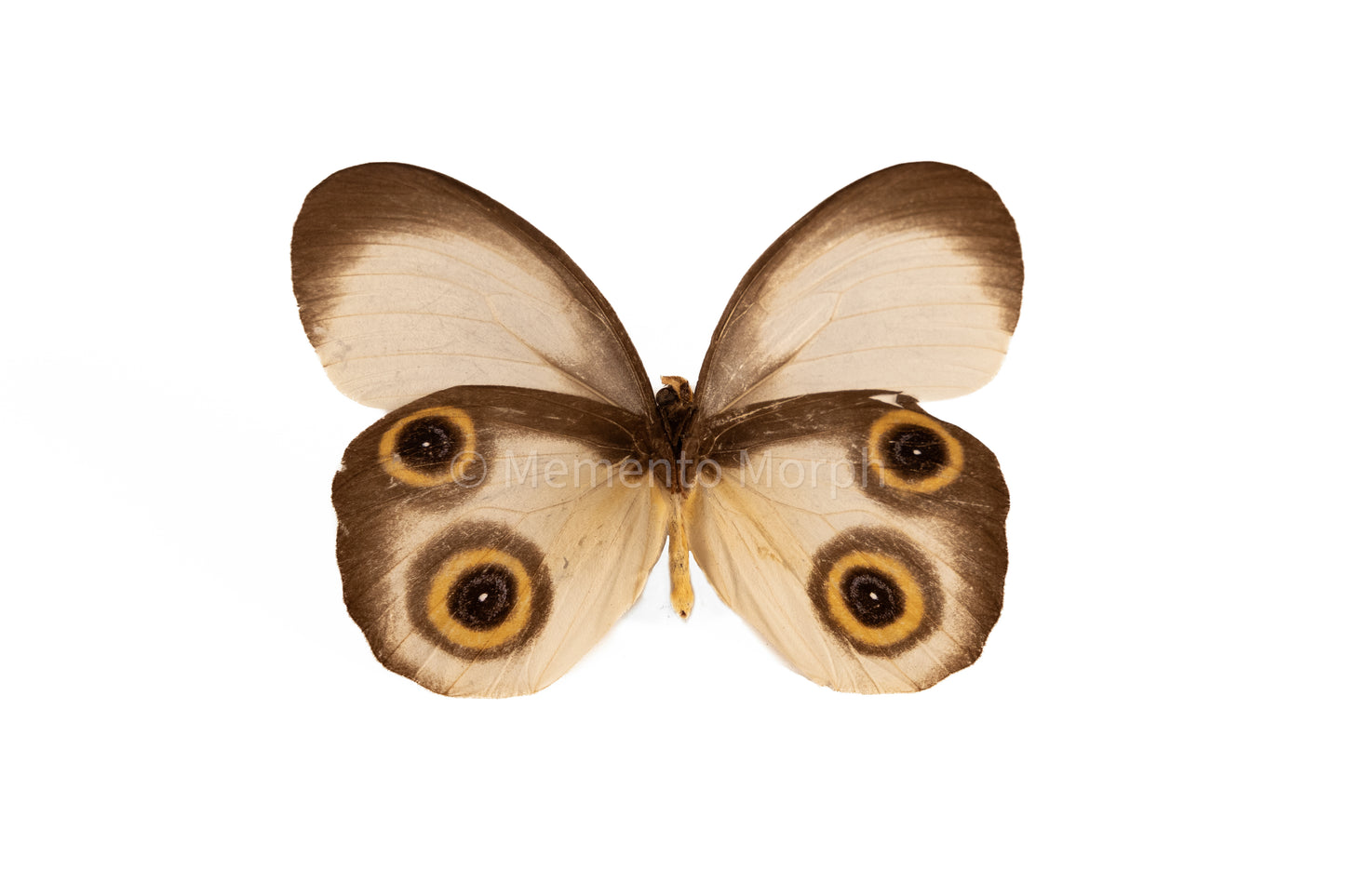 Taenaris Horsfieldii (Folded Wings)