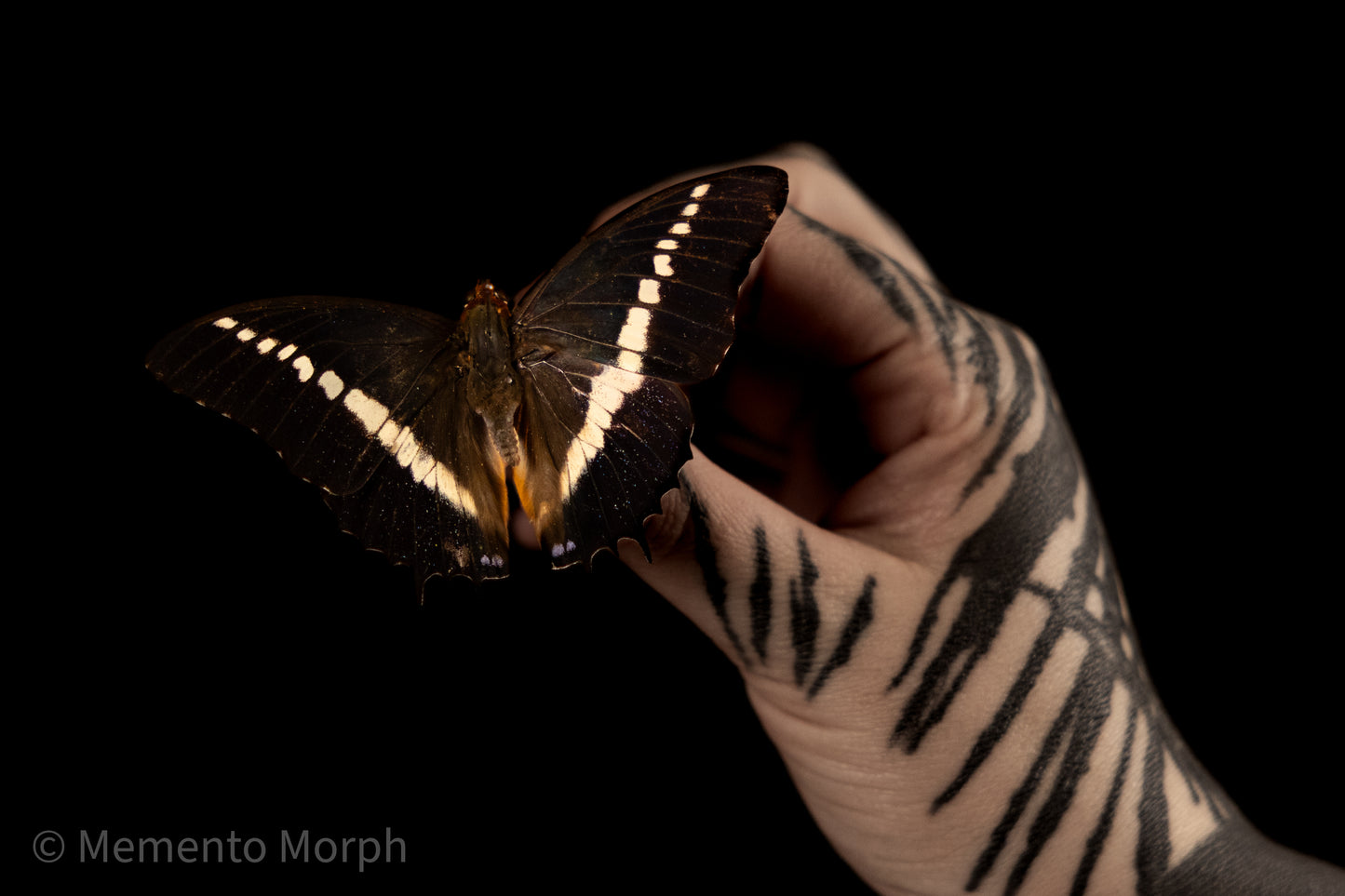 Charaxes Brutus (Folded Wings)