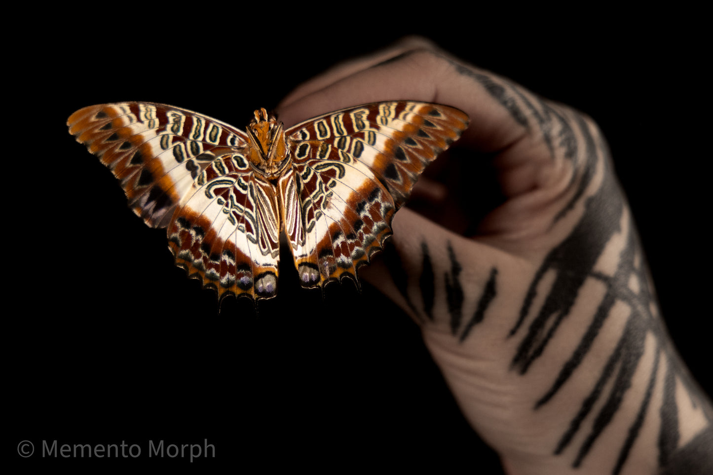 Charaxes Brutus (Folded Wings)