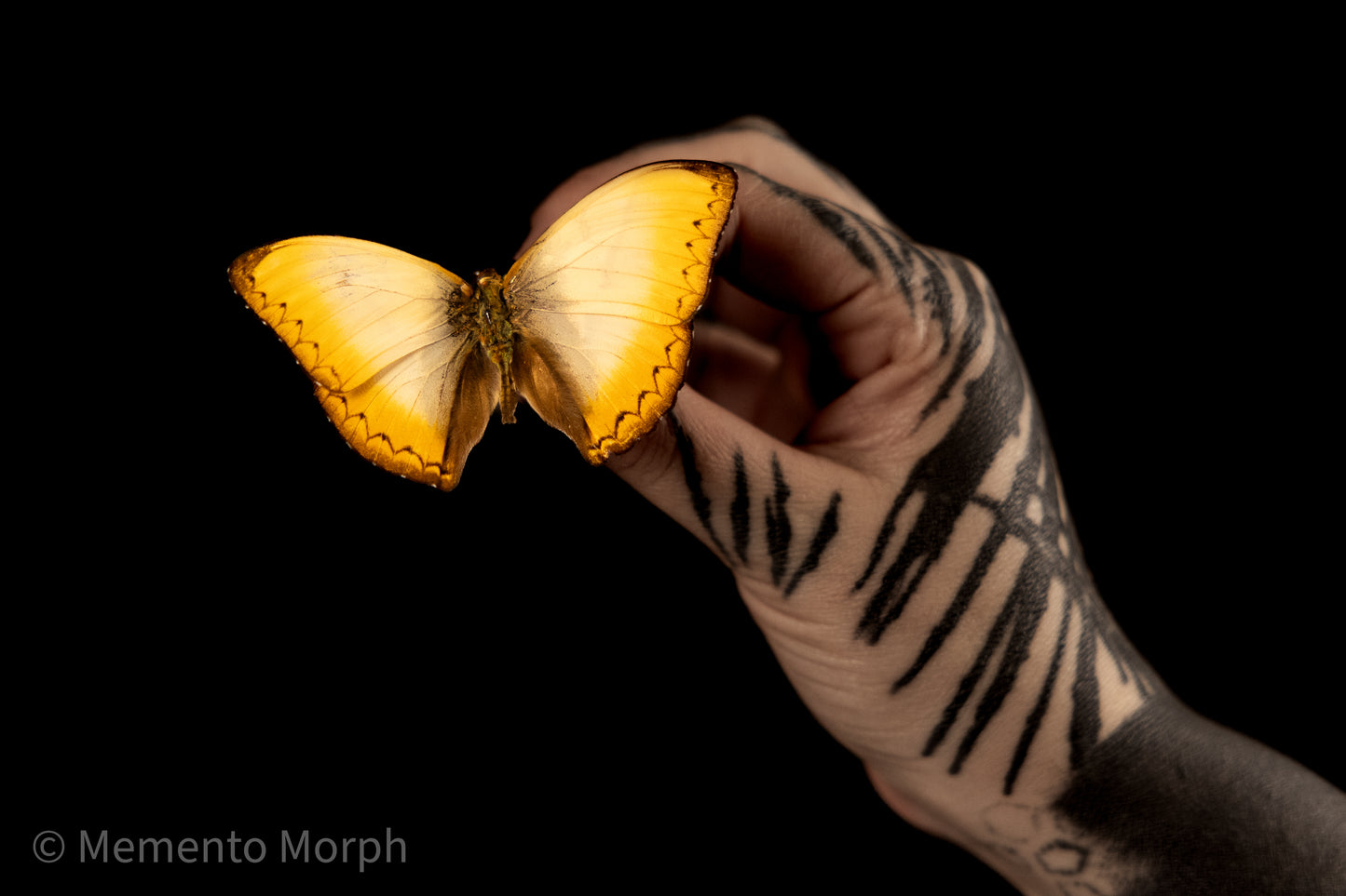 Cymothoe Reinholdi (Folded Wings)