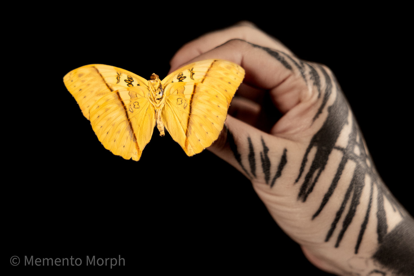 Cymothoe Reinholdi (Folded Wings)
