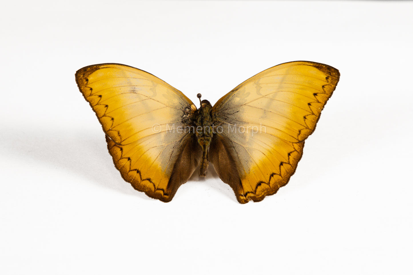 Cymothoe Reinholdi (Folded Wings)