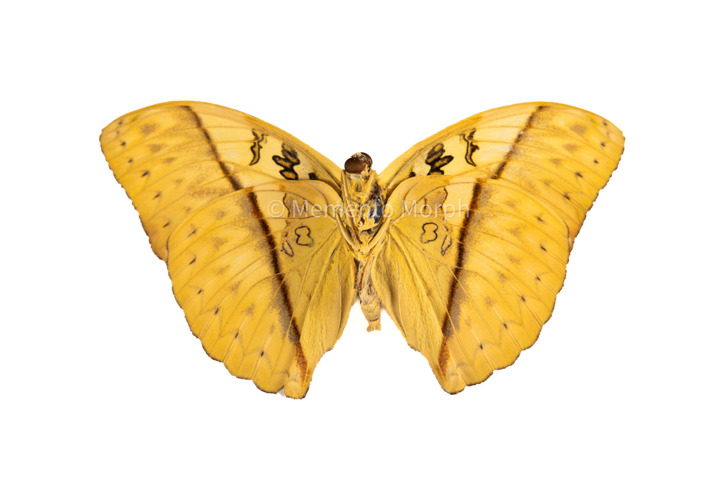 Cymothoe Reinholdi (Folded Wings)