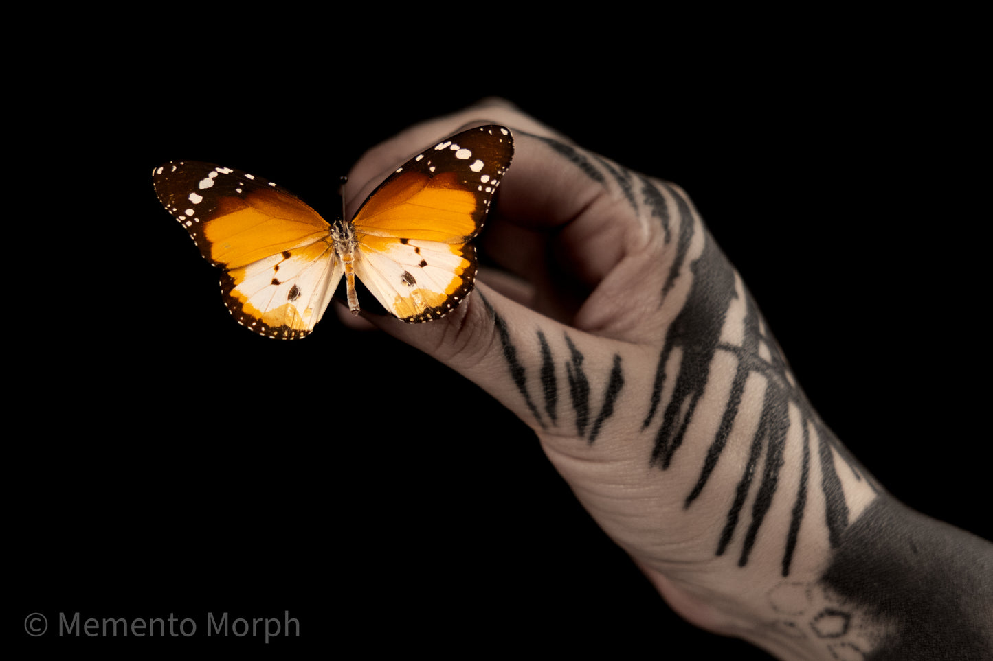 Danaus Chrysippus Alcippus (Folded Wings)
