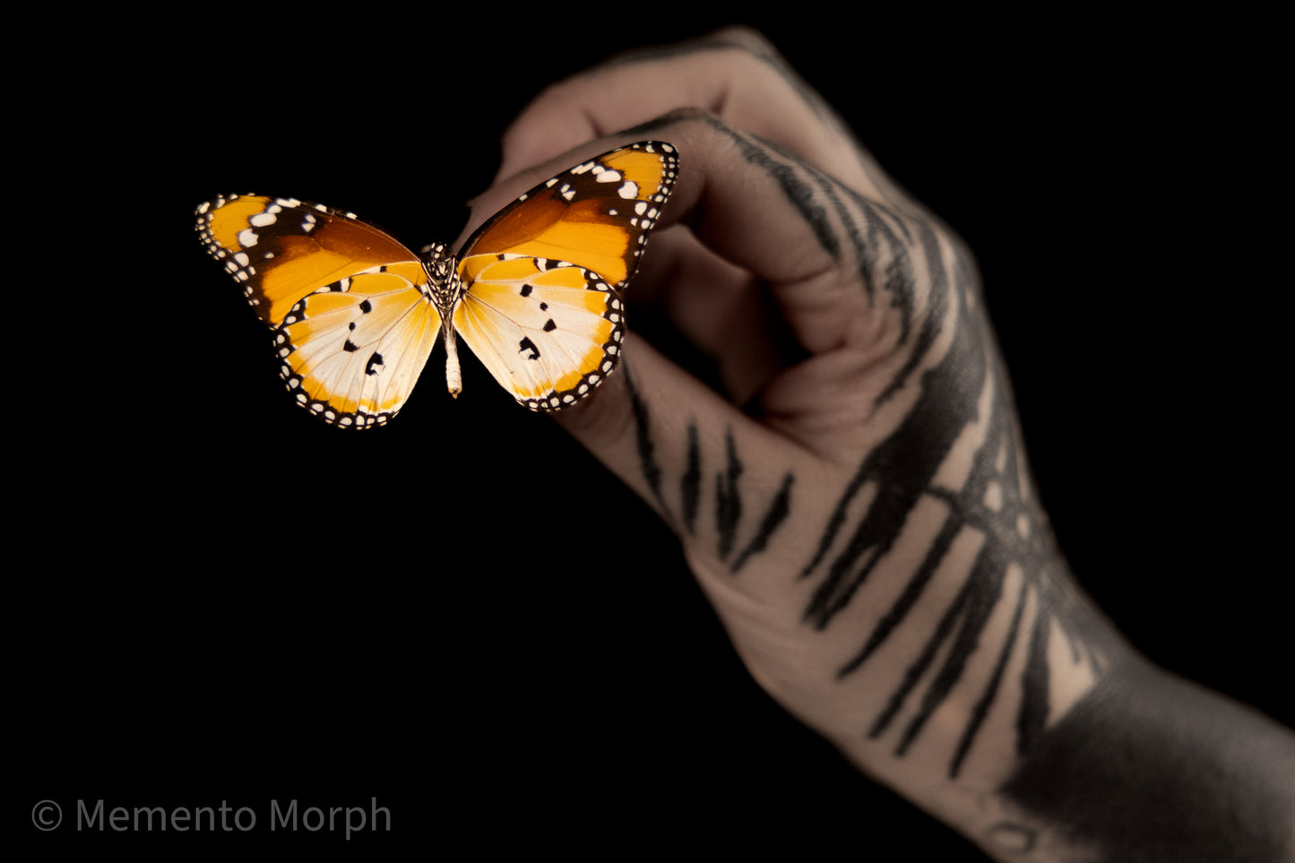 Danaus Chrysippus Alcippus (Folded Wings)