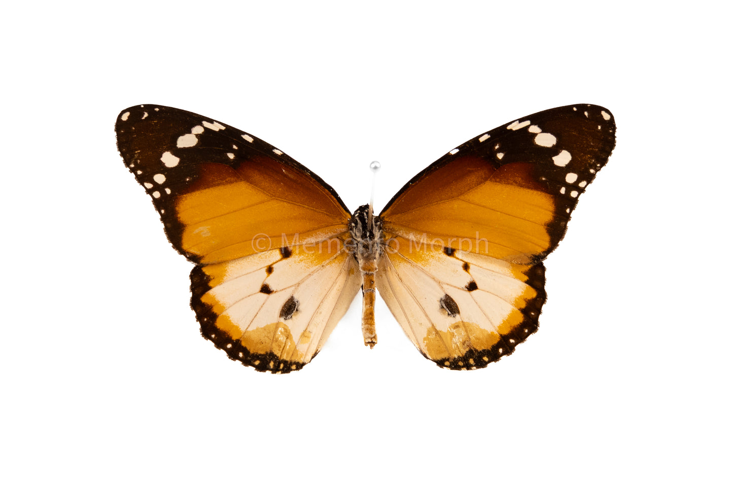 Danaus Chrysippus Alcippus (Folded Wings)