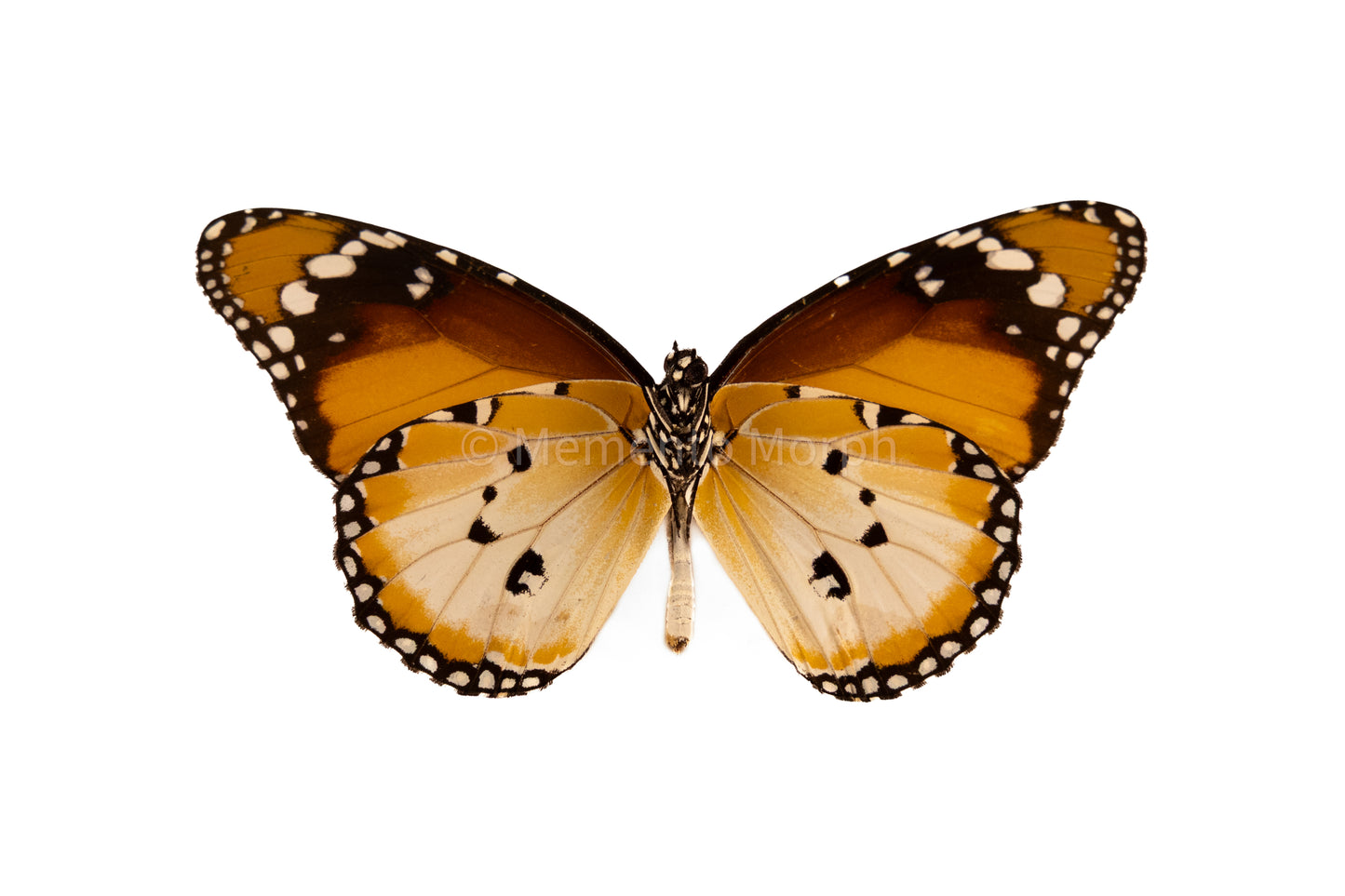 Danaus Chrysippus Alcippus (Folded Wings)