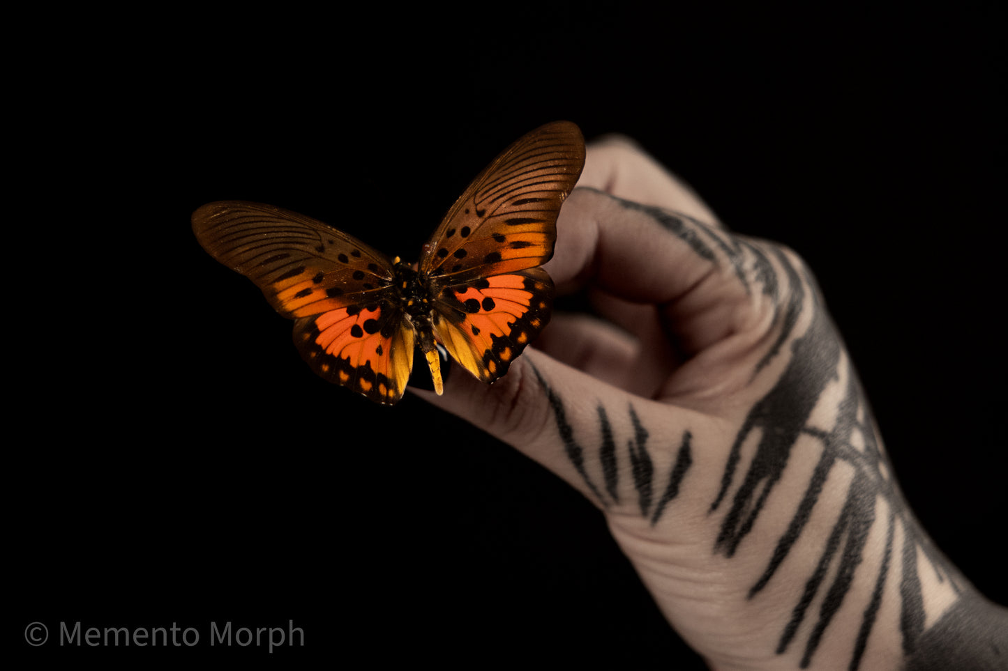 Pseudacraea Boisduvali (Folded Wings)