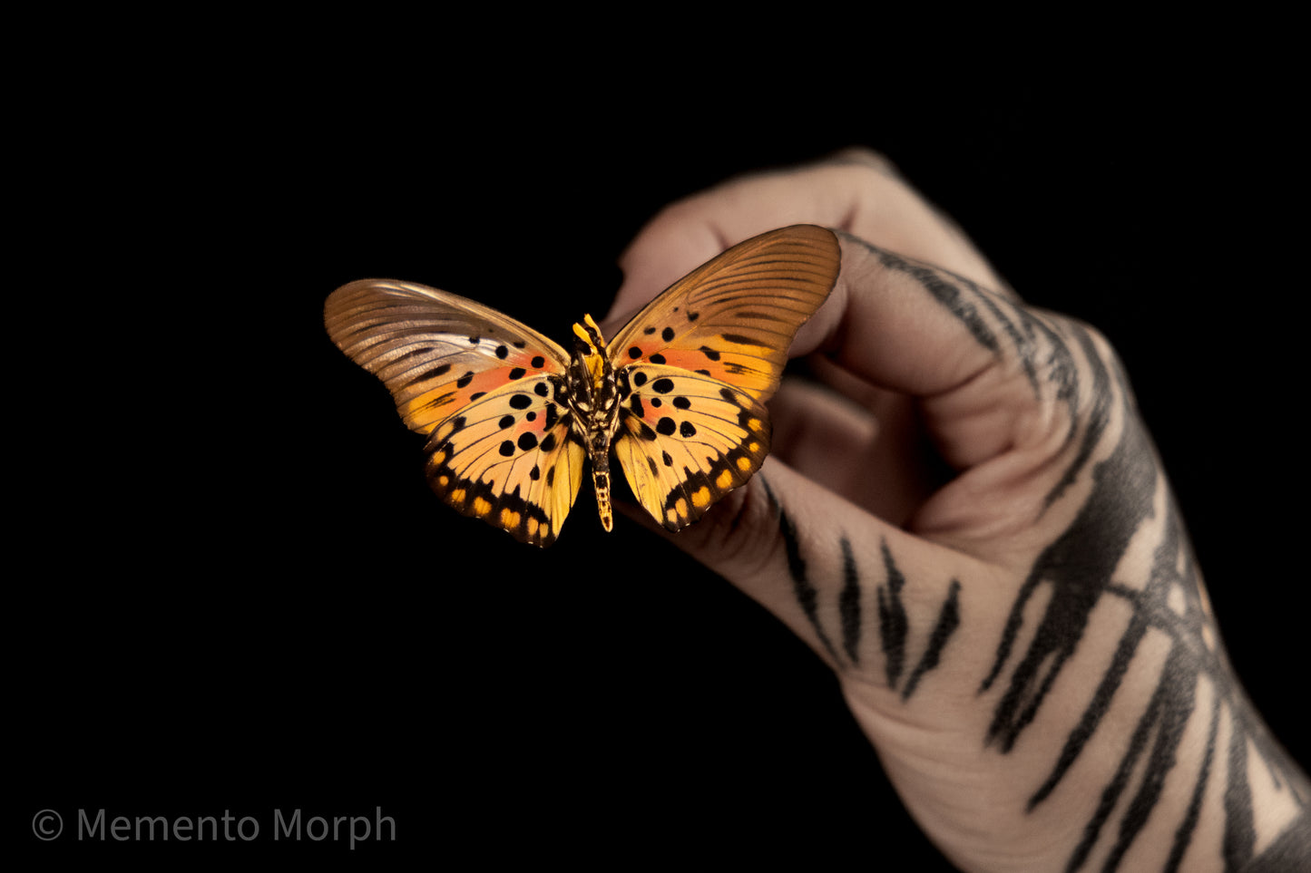 Pseudacraea Boisduvali (Folded Wings)