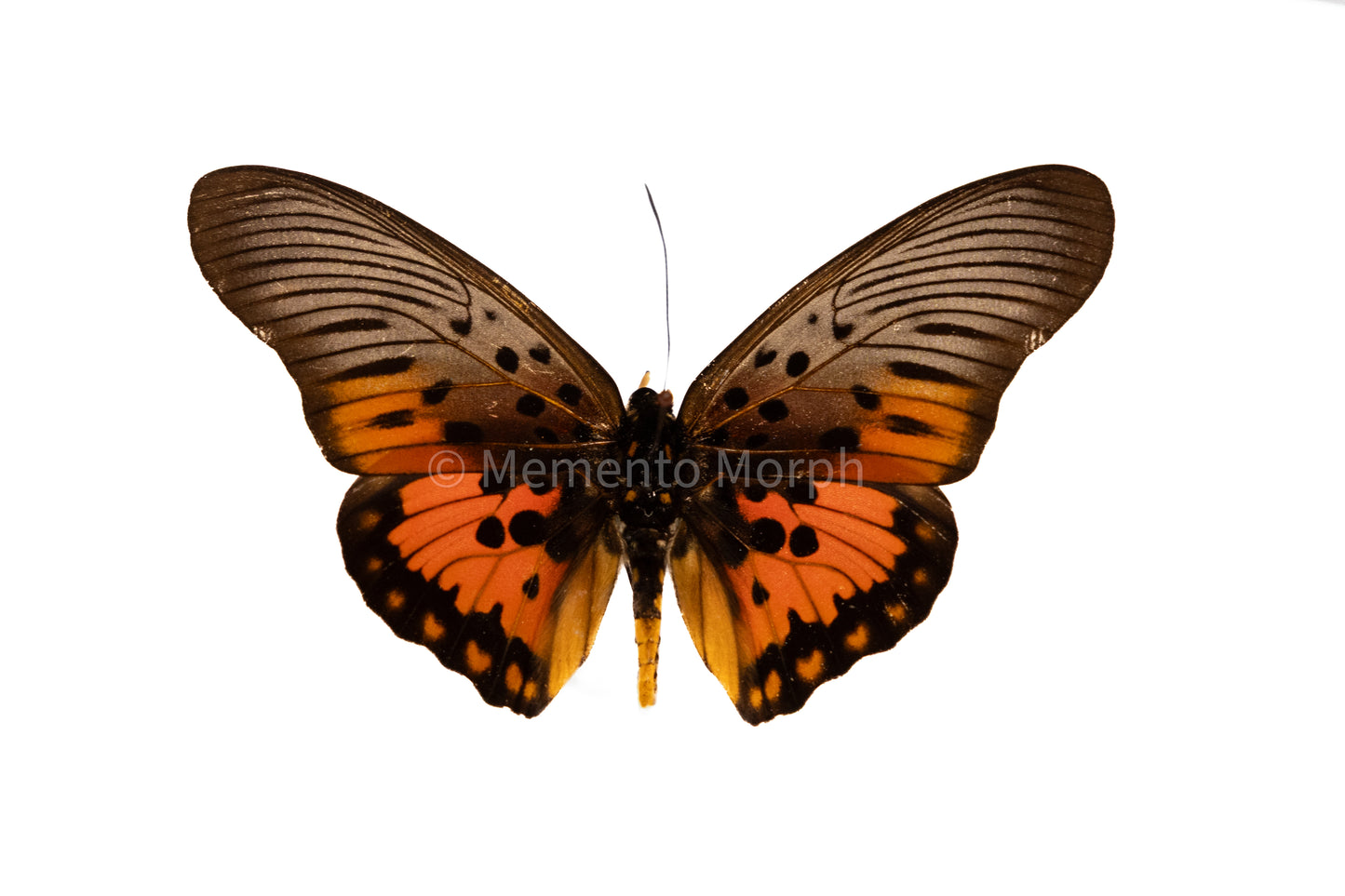 Pseudacraea Boisduvali (Folded Wings)