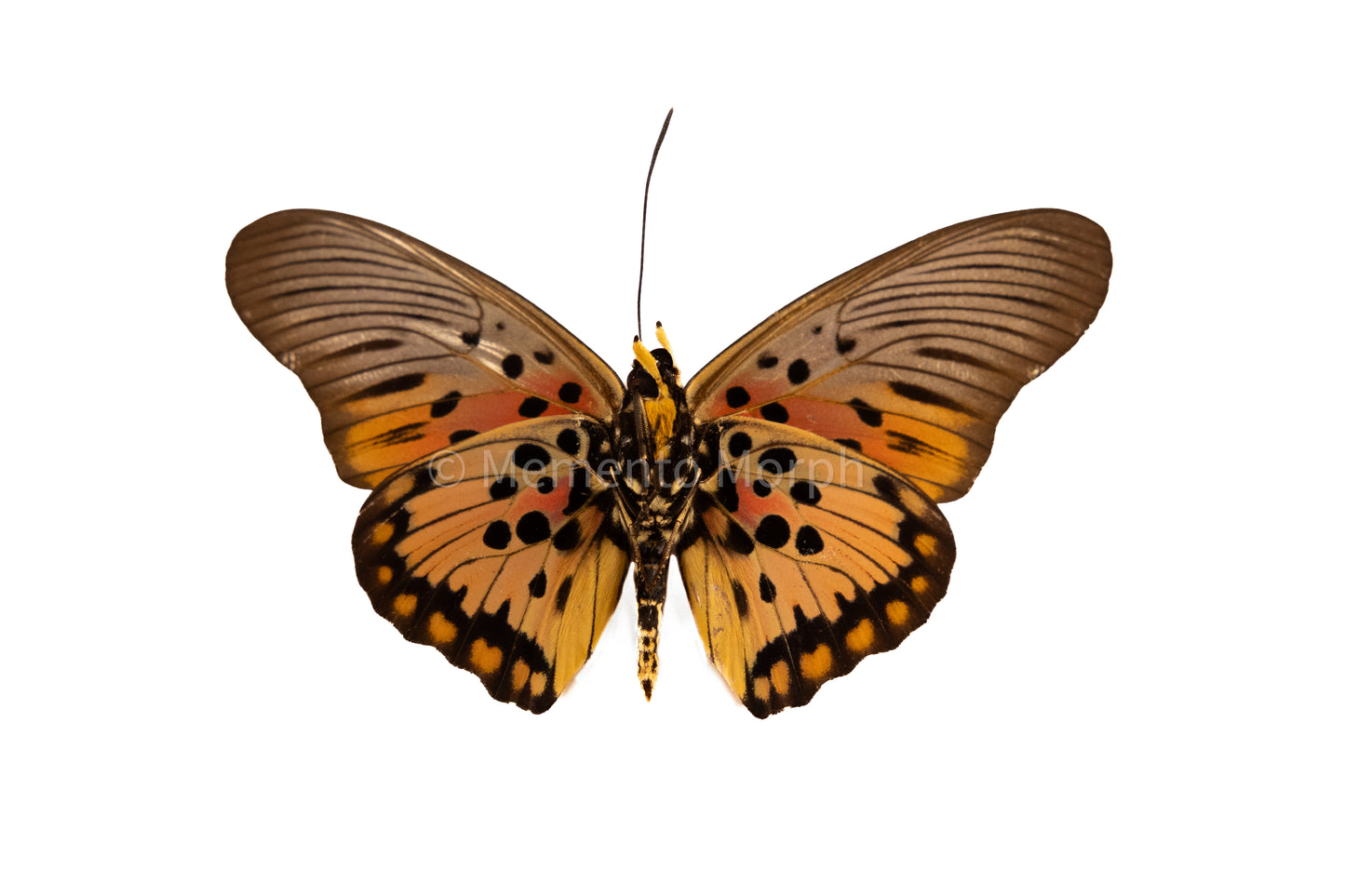 Pseudacraea Boisduvali (Folded Wings)