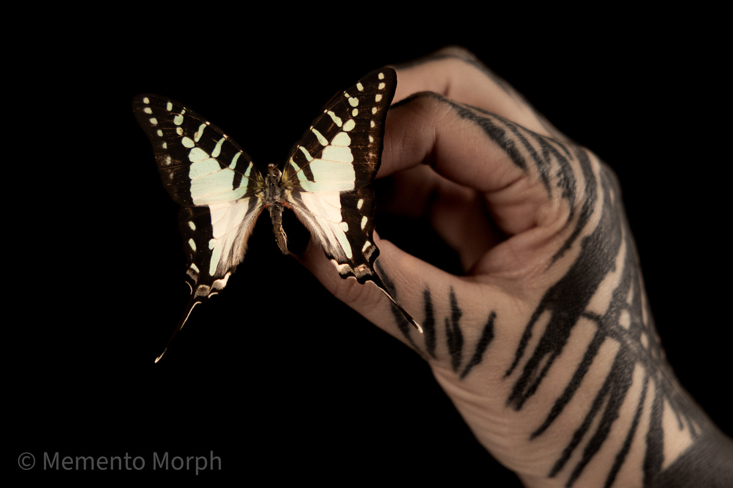 Graphium Evombar (Folded Wings)