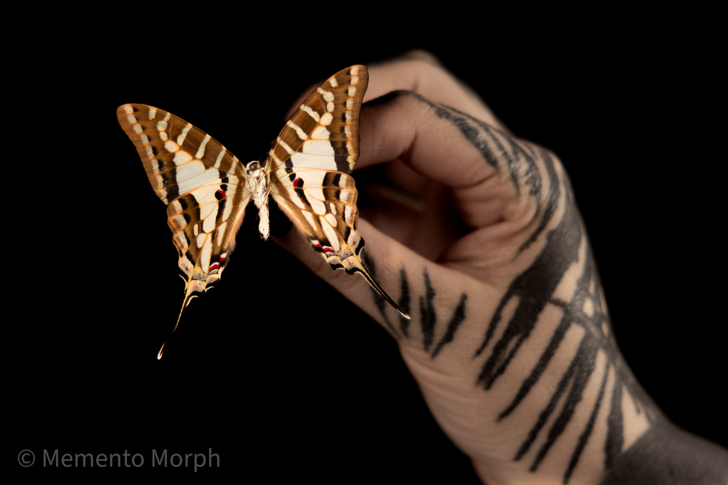 Graphium Evombar (Folded Wings)