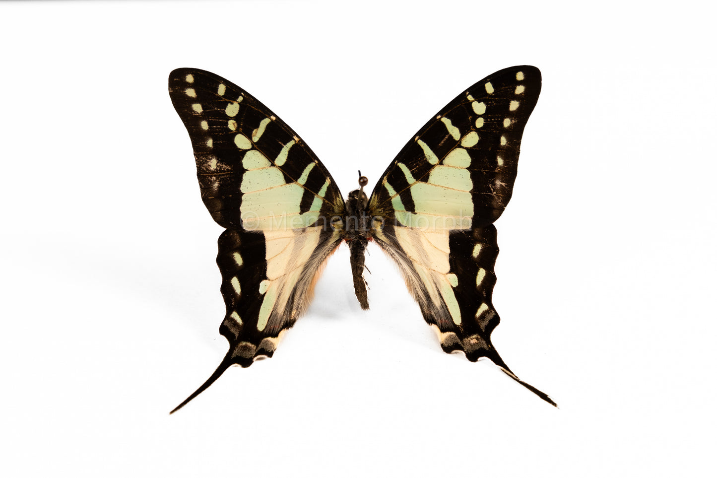 Graphium Evombar (Folded Wings)