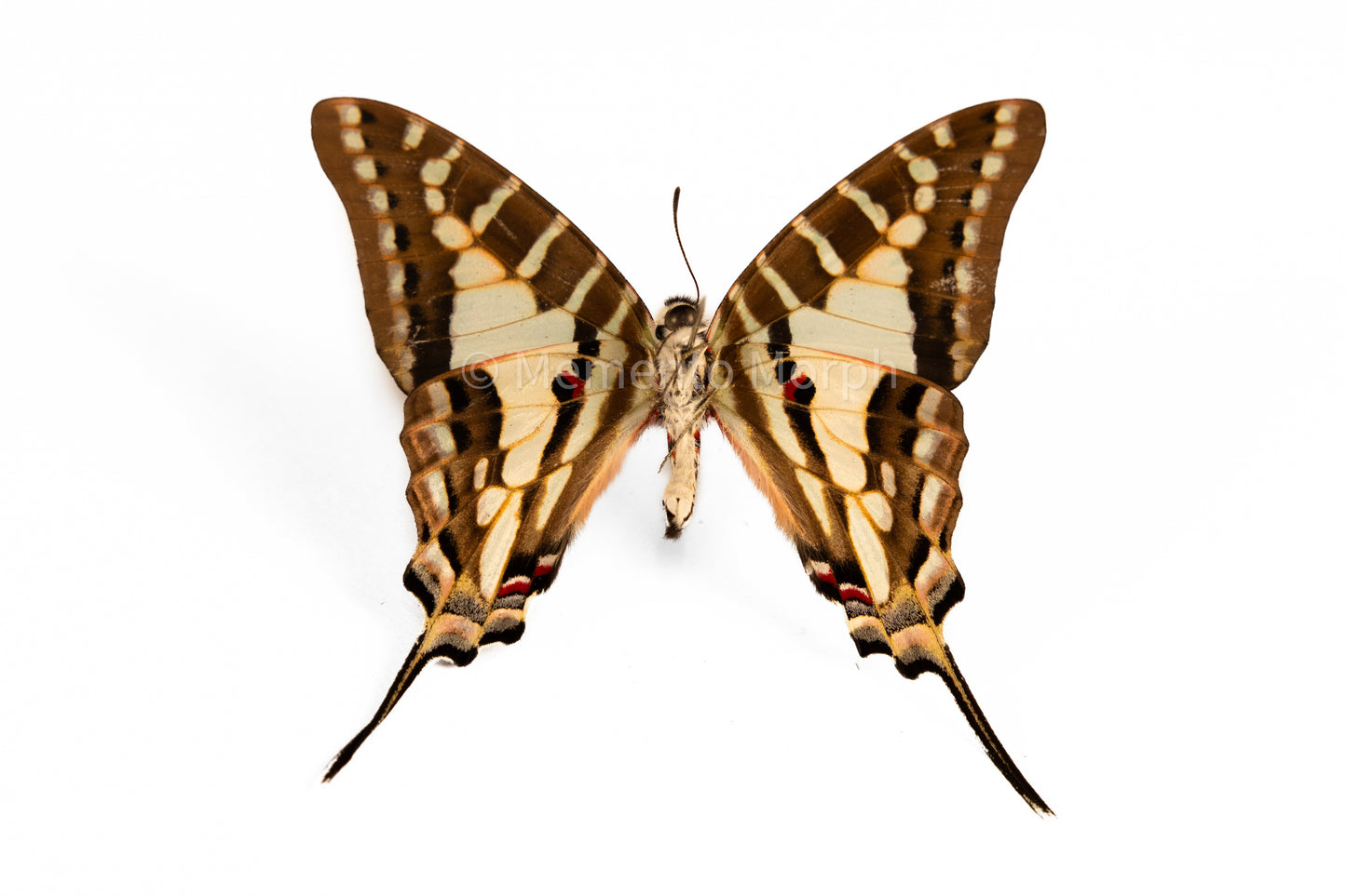 Graphium Evombar (Folded Wings)