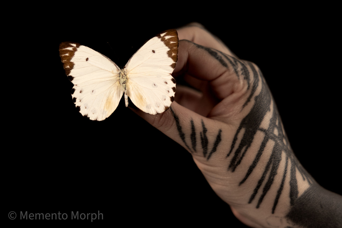 Belenois Calypso (Folded Wings)