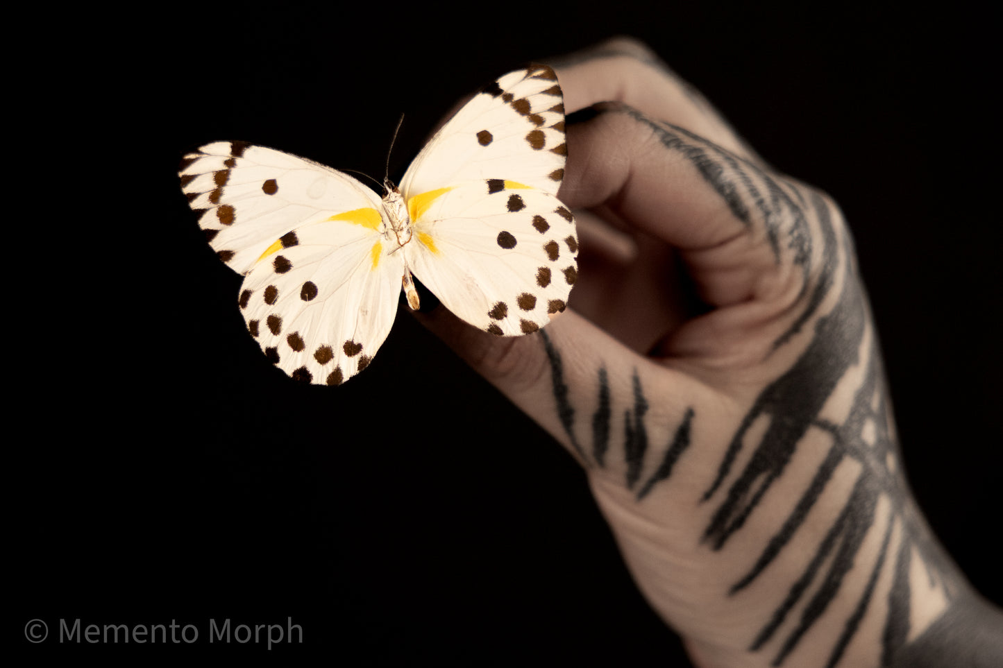 Belenois Calypso (Folded Wings)