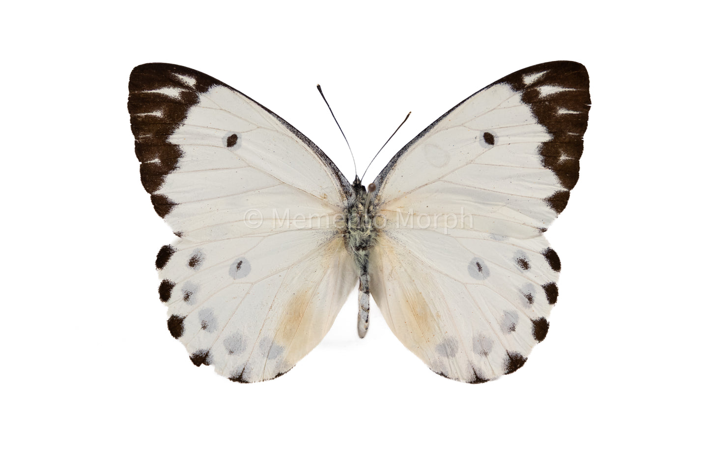 Belenois Calypso (Folded Wings)