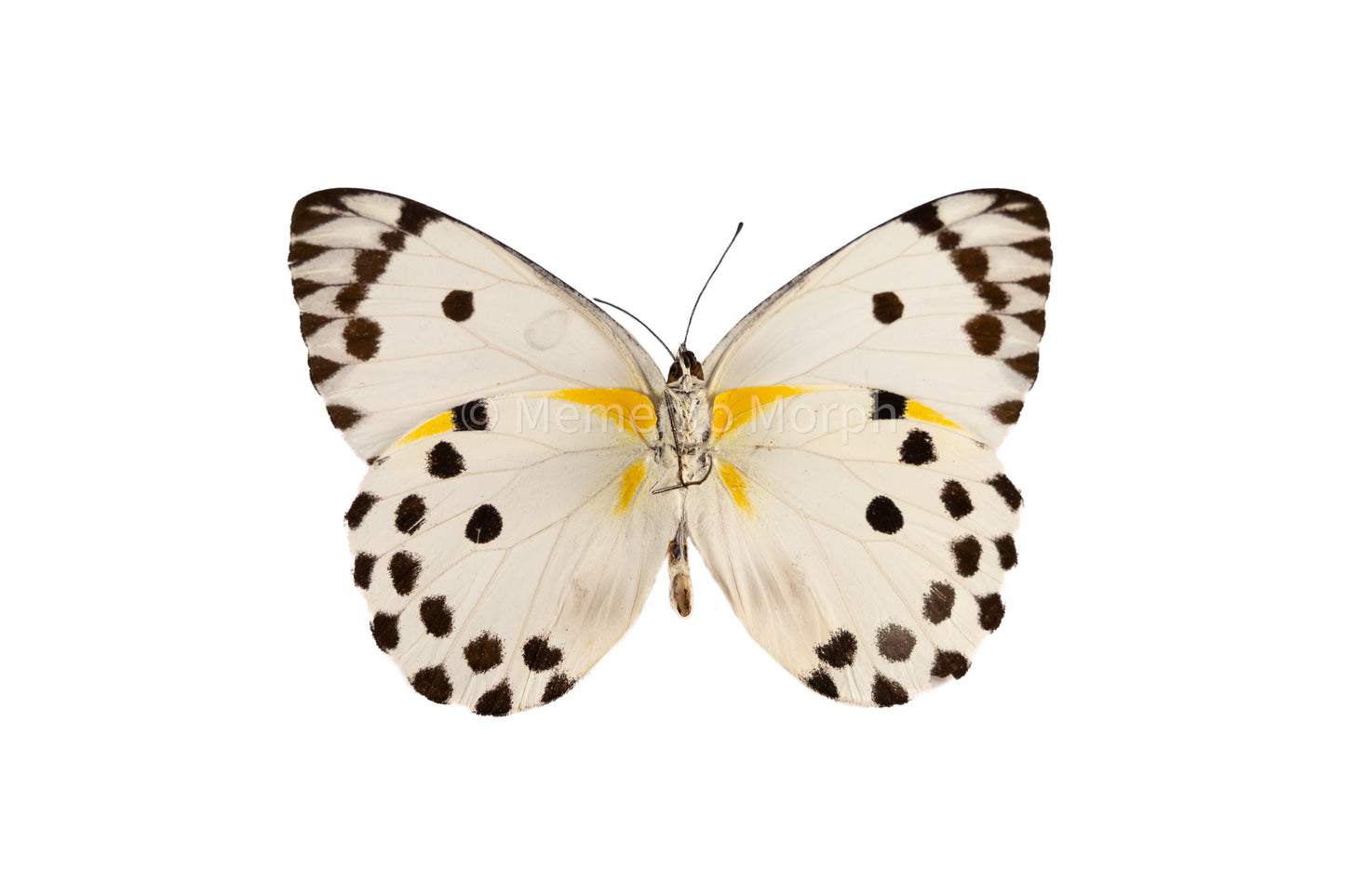 Belenois Calypso (Folded Wings)