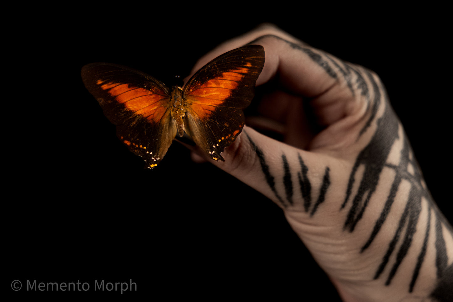 Charaxes Zingha (Folded Wings)