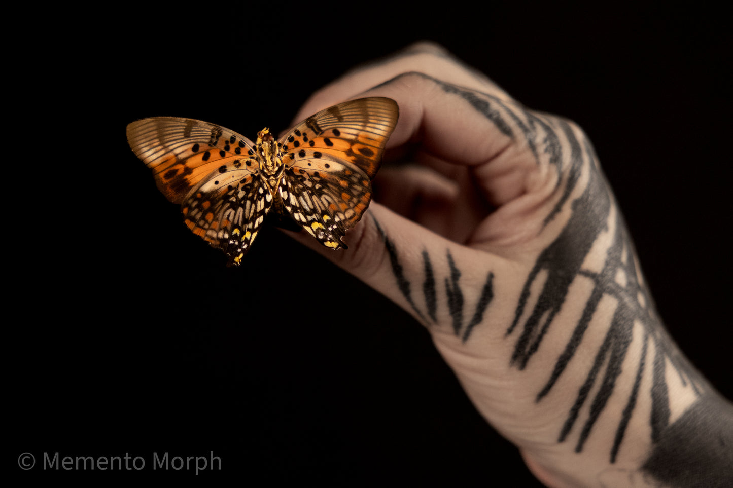 Charaxes Zingha (Folded Wings)