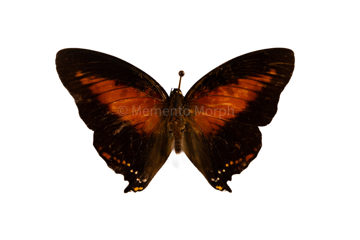 Charaxes Zingha (Folded Wings)