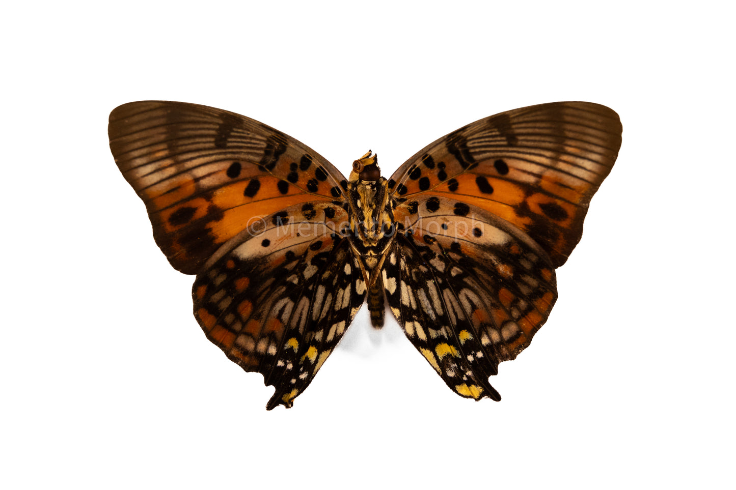Charaxes Zingha (Folded Wings)