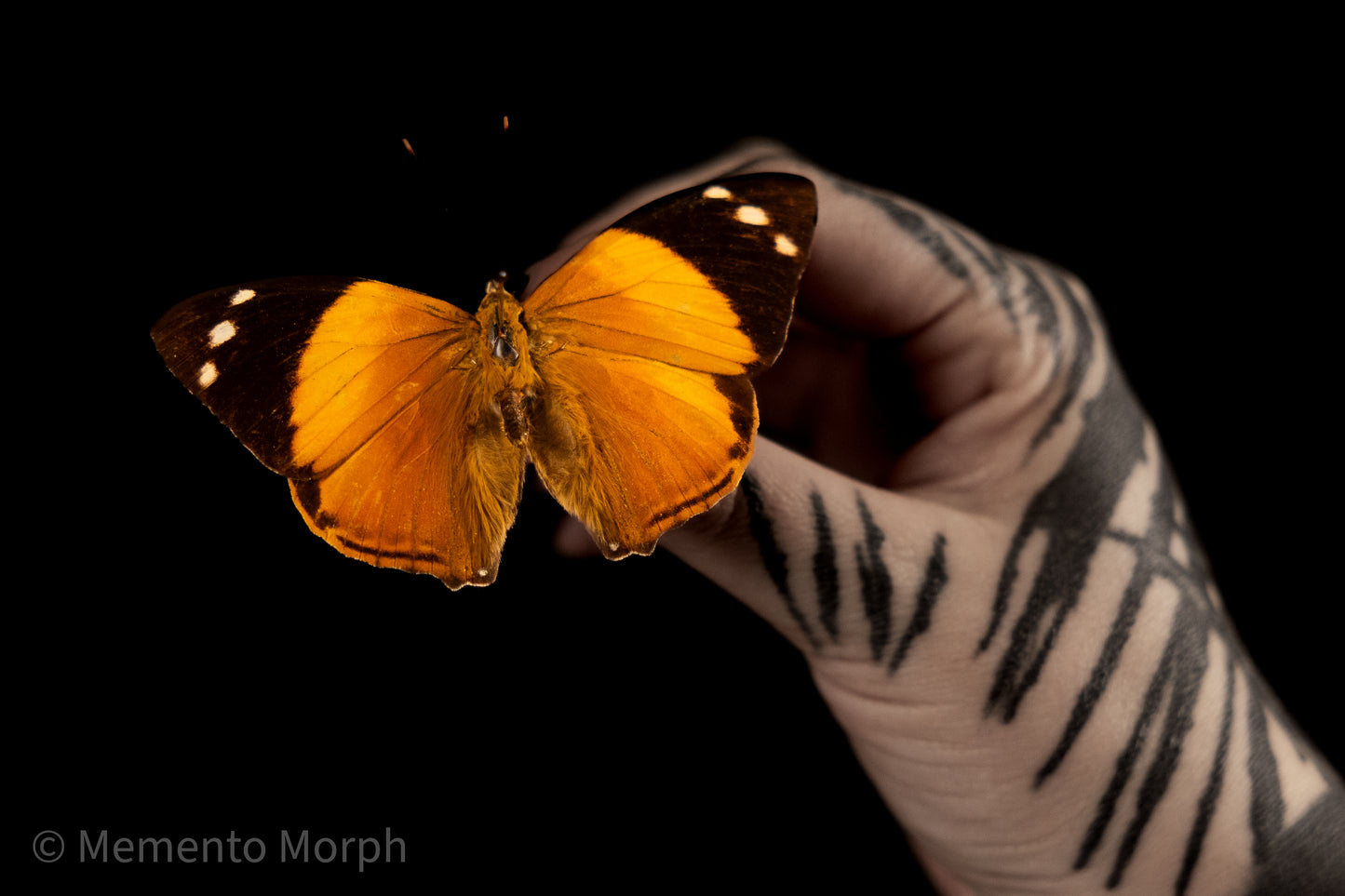 Smyrna Blomfildia (Folded Wings)
