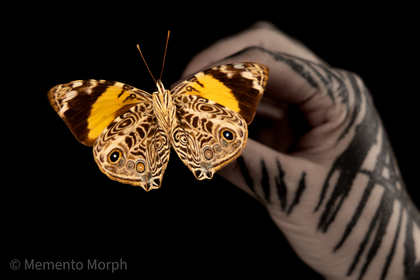 Smyrna Blomfildia (Folded Wings)