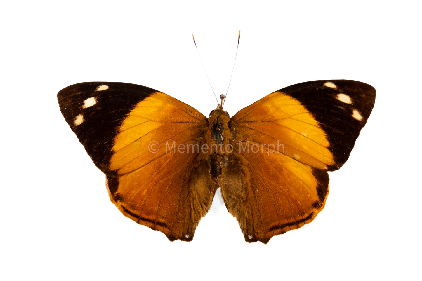 Smyrna Blomfildia (Folded Wings)