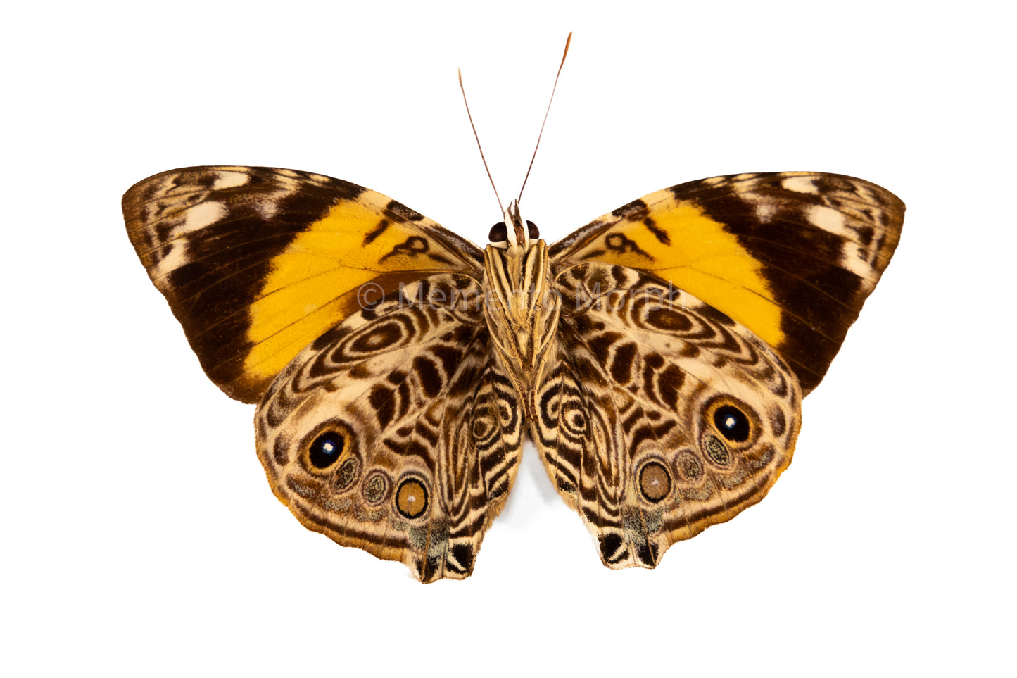 Smyrna Blomfildia (Folded Wings)